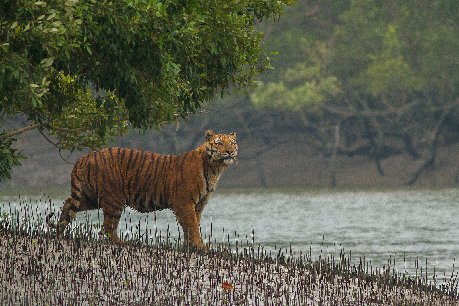Visiting  Natural  Wonders of the Sundarbans
