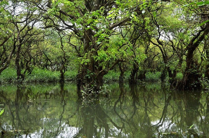 Ratargul Swamp Forest , Bangladesh 