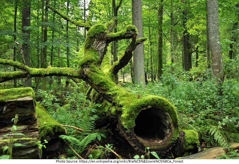 tourist attractions in poland Bialowieza Forest﻿