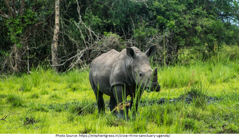 Tourist Attractions in Uganda, Ziwa Rhino Sanctuary