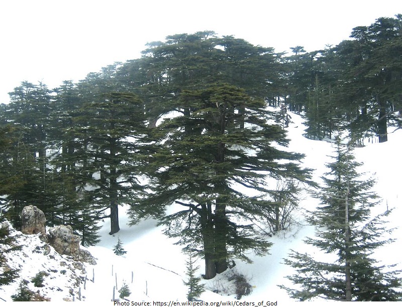 tourist attractions in Cedars of God